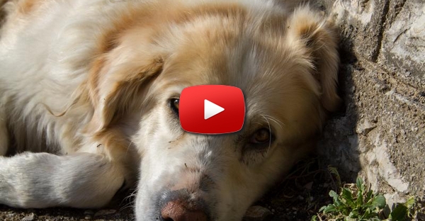 Cães mais talentosos do mundo